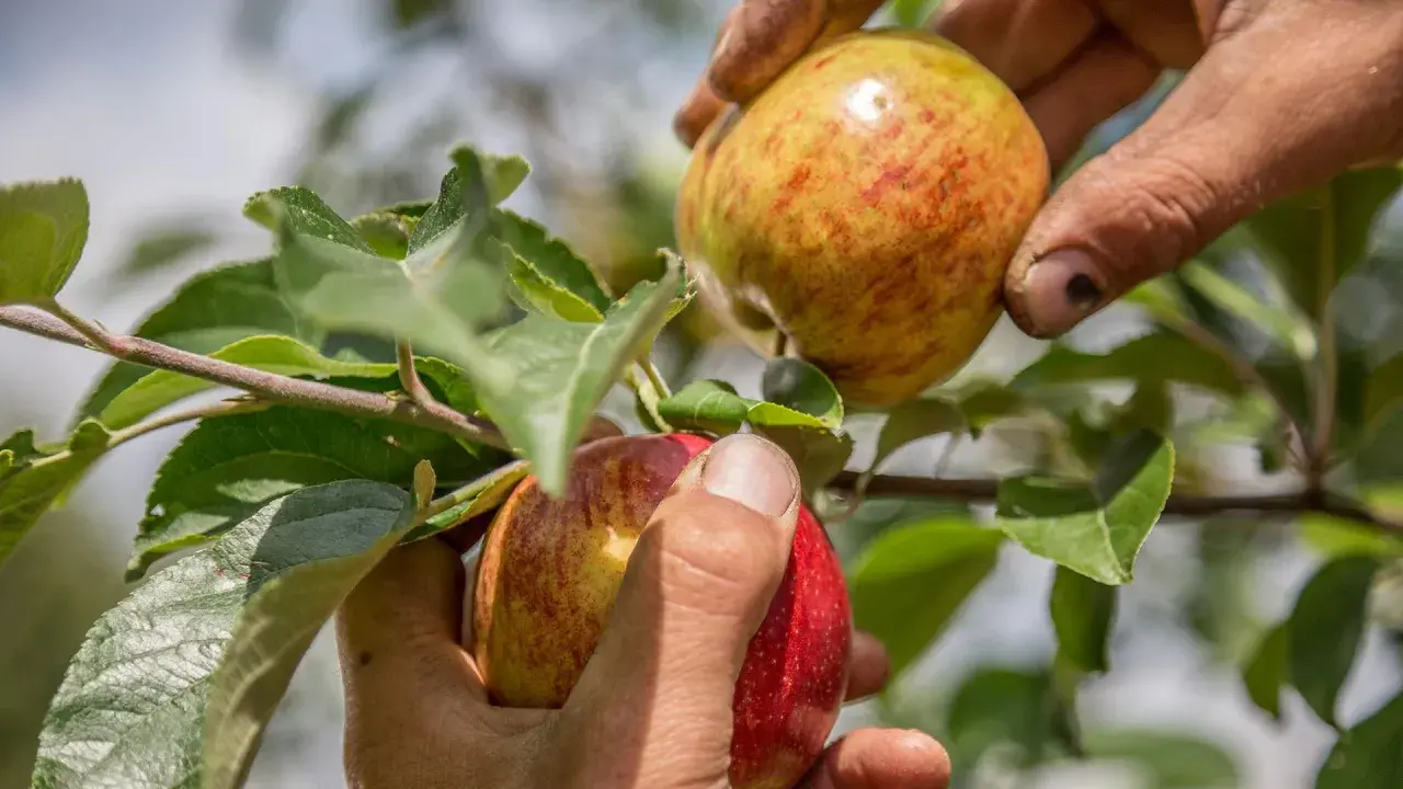Hände pflücken reife Äpfel vom Baum. Die Frage "wann ist Apfelernte?" wird hier beantwortet: jetzt!