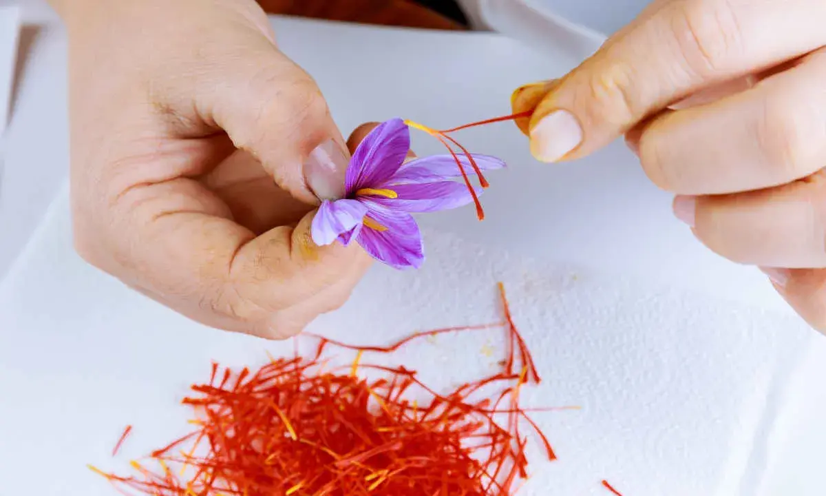 Main d'une personne récoltant délicatement les stigmates d'une fleur de safran. Une pile de stigmates rouges est visible. Cela donne une idée de combien de bulbes de safran au m2 sont nécessaires.