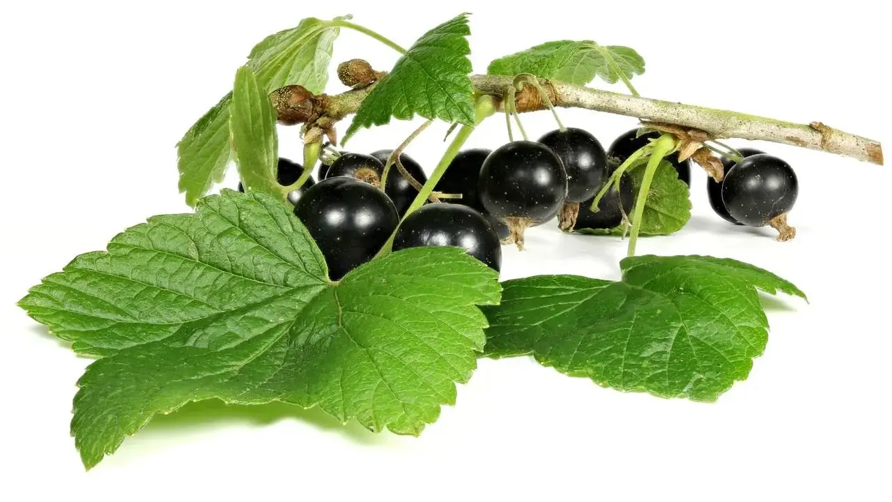 Grappe de cassis noirs et feuilles vertes sur fond blanc. Découvrez les cassis bienfaits pour la santé.