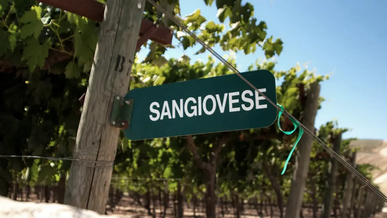 Schild mit der Aufschrift "SANGIOVESE" in einem Weinberg. Diese Rebsorte ist die Grundlage für den berühmten Chianti.
