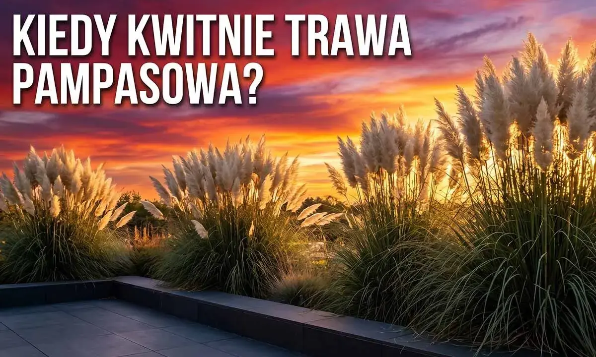 Puszyste pióropusze traw ozdobnych na tle zachodzącego słońca. Kiedy kwitnie trawa pampasowa?