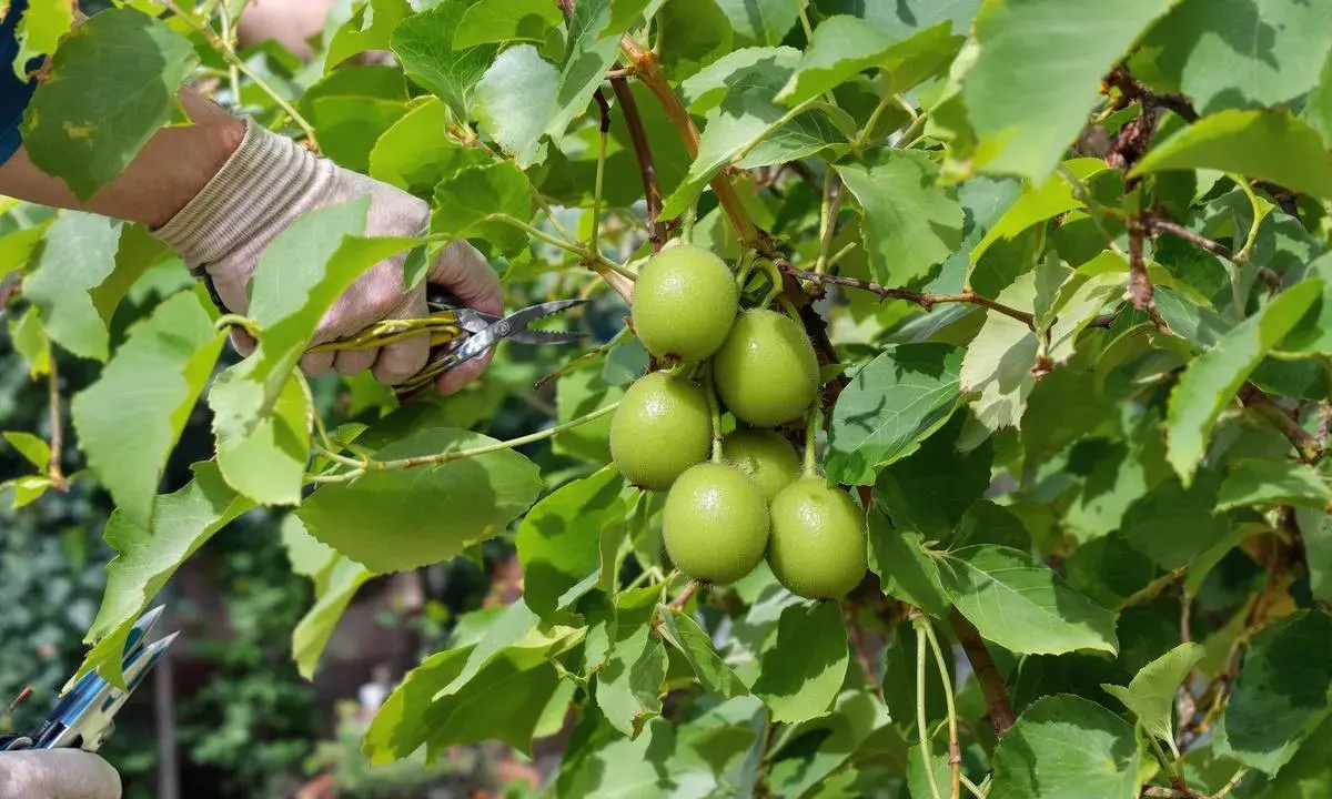 Main verte tenant des ciseaux pour la taille du kiwi en hiver, près de fruits verts sur une branche feuillue.