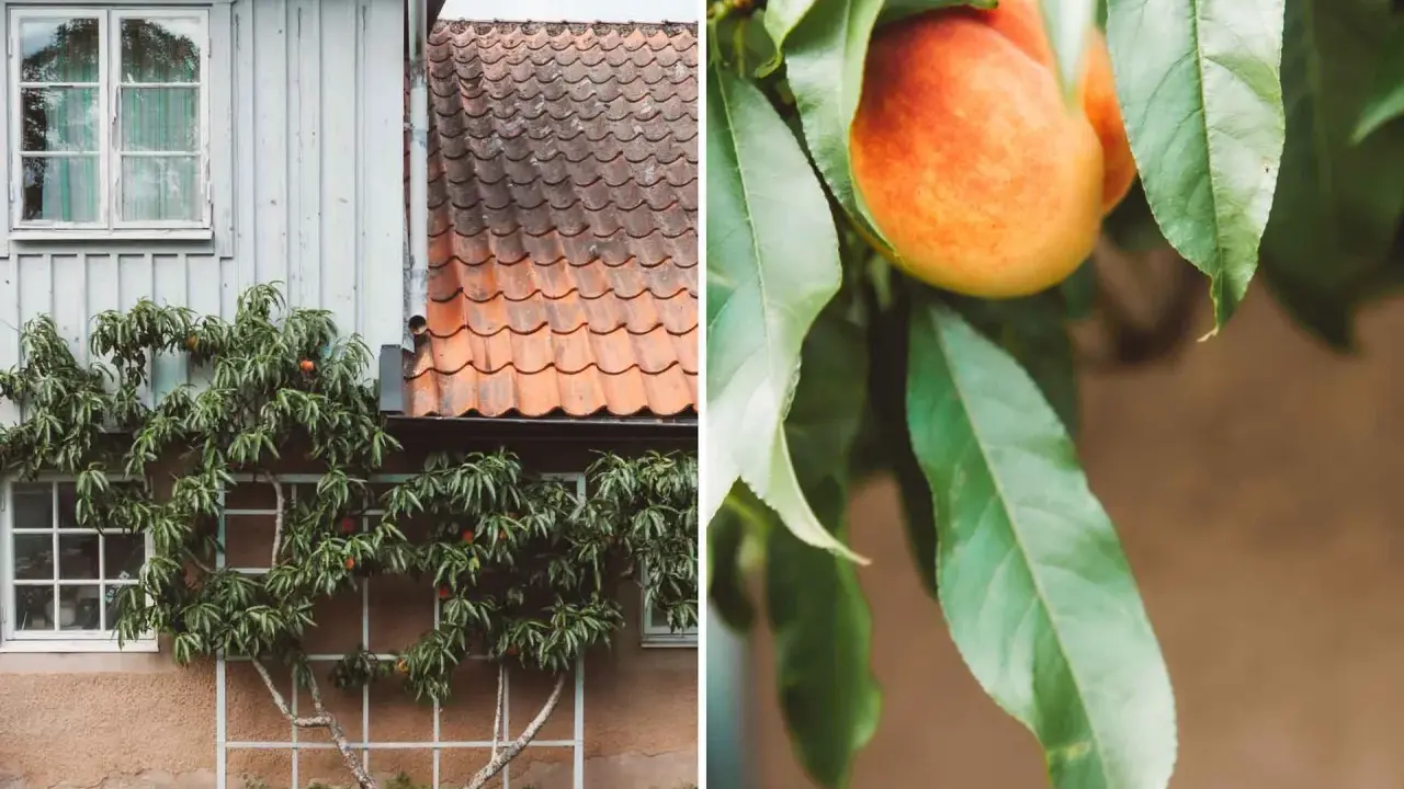 En persikoträd klättrar på en vägg vid ett hus, med mogna persikor som hänger bland bladen. Krussjuka persika kan drabba trädet, men här ser det ut att frodas.