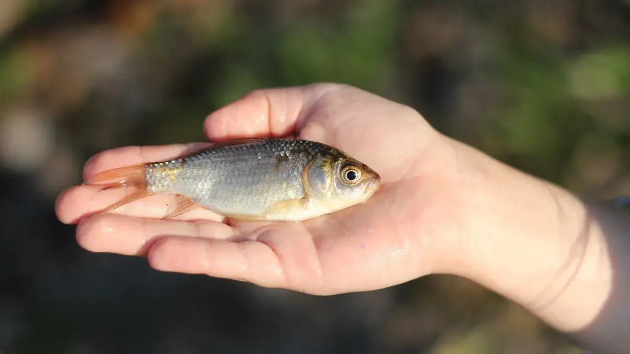 Mały karaś w dłoni, być może najlepsza przynęta na karasia.