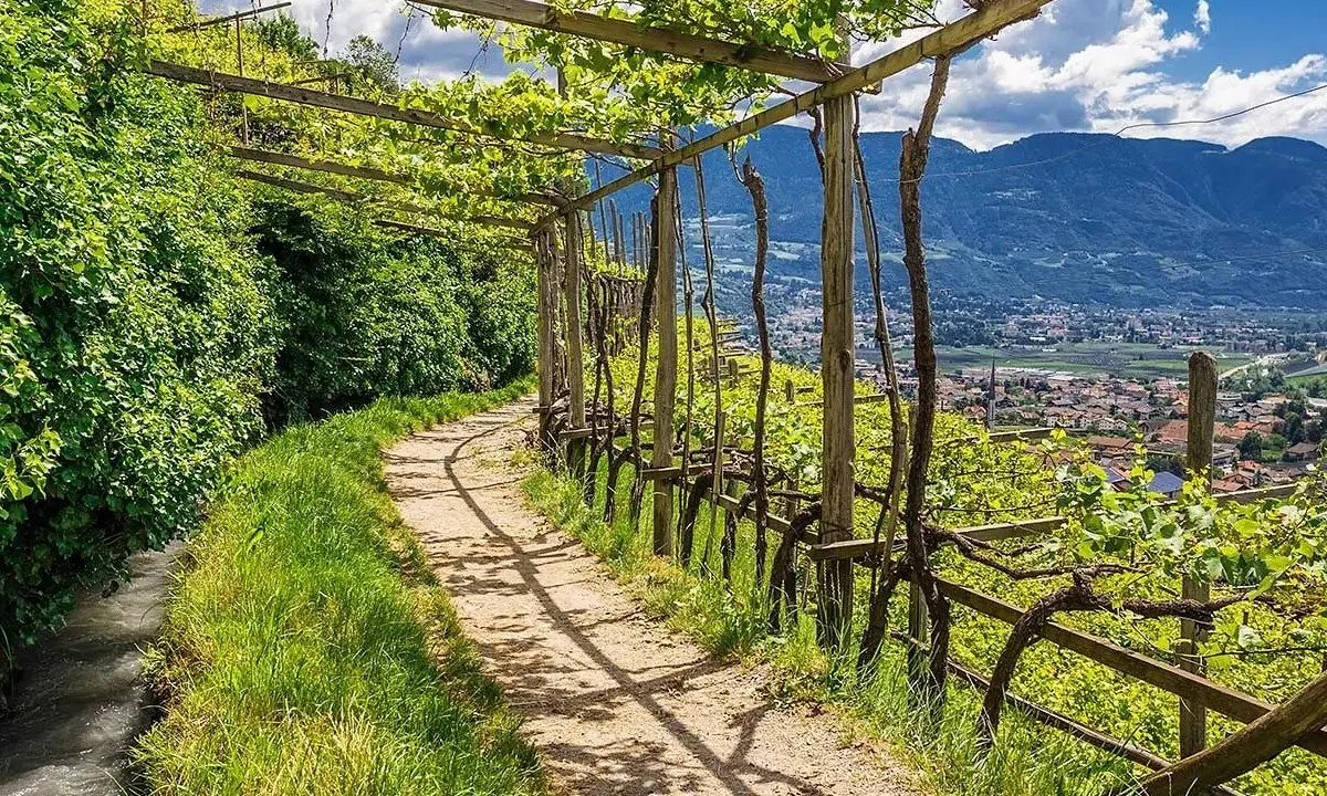 Sentiero nel vigneto, con pergolato e vista sulla valle. Un'oasi di pace lungo l'algunder waalweg.