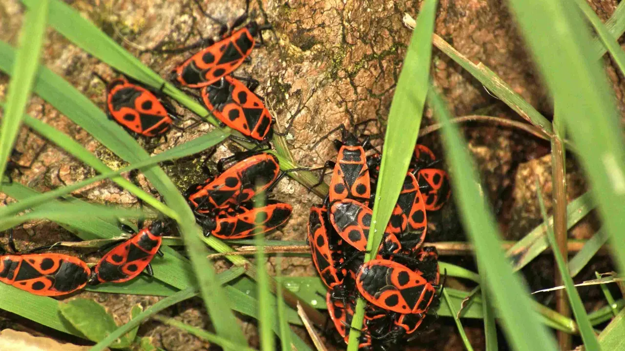 Un groupe d'insectes rouges et noirs, ressemblant à des gendarmes, se rassemble sur de l'herbe verte près d'un tronc d'arbre.