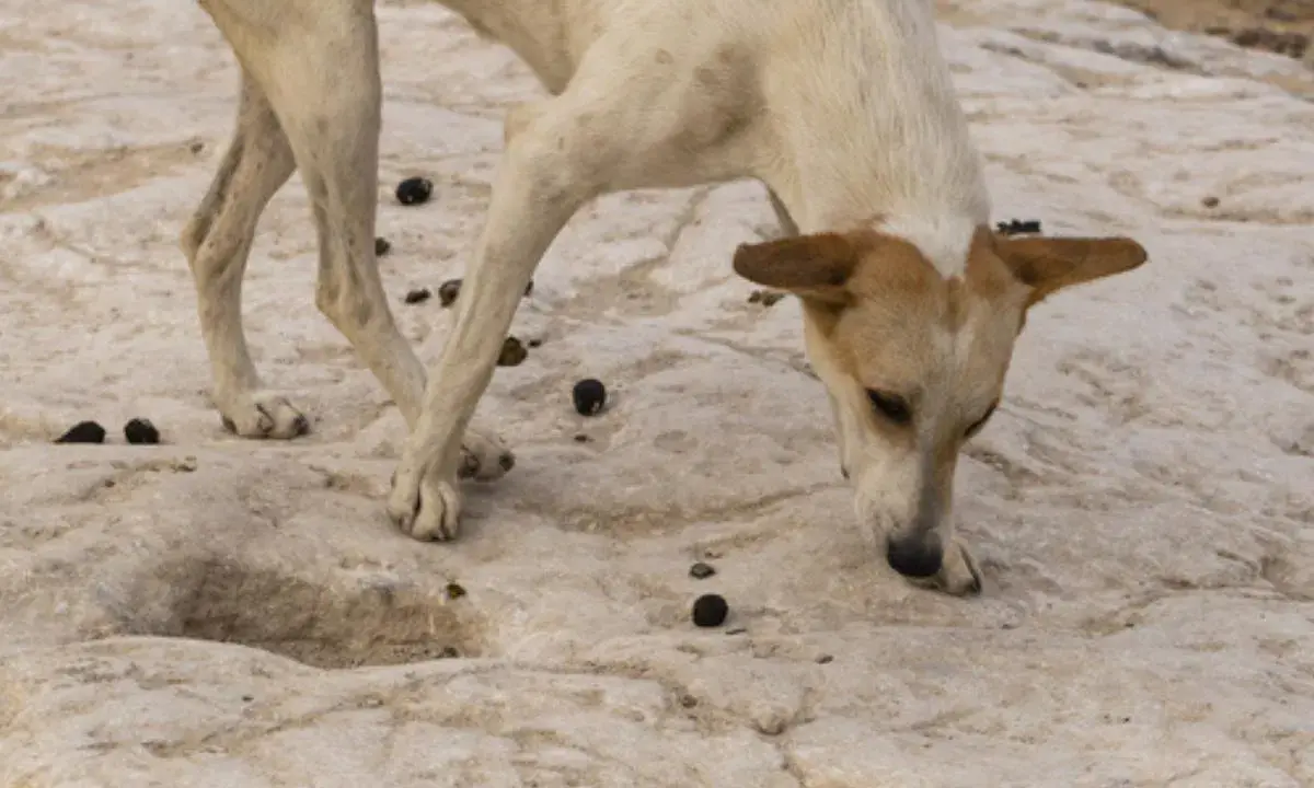 Un chien blanc et brun renifle le sol rocailleux, entouré de crottes. Il cherche peut-être une explication au mystère : pourquoi mon chien mange les crottes de chat ?