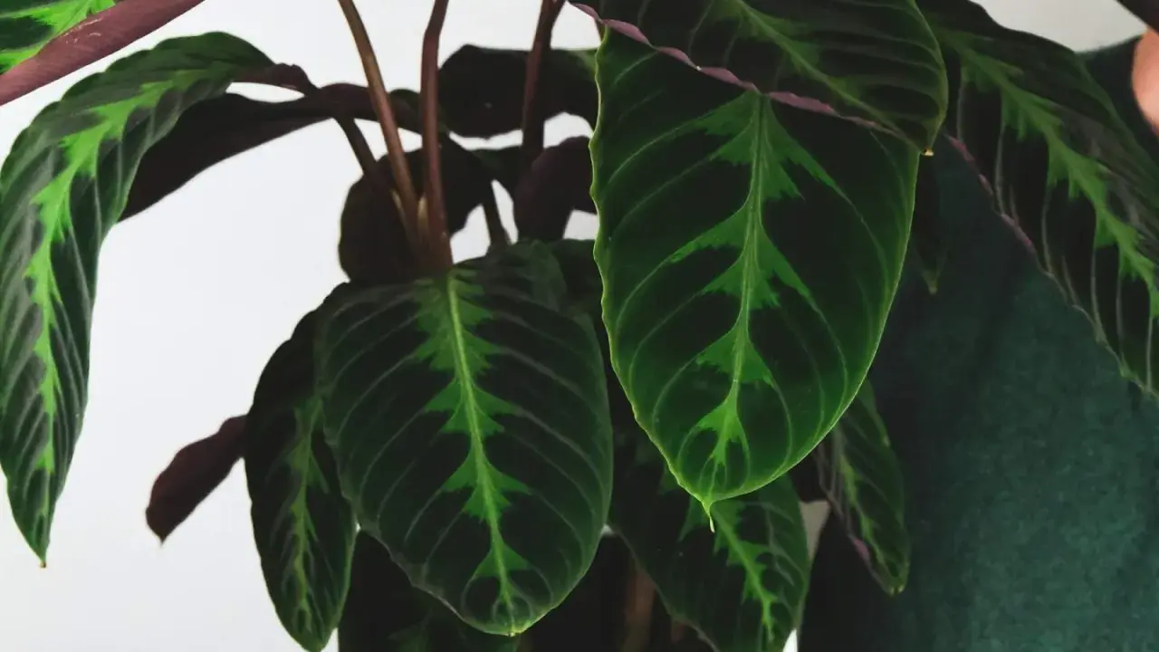 Calathea warscewiczii z ciemnozielonymi liśćmi i jaśniejszymi, zielonymi wzorami. Spód liści jest bordowy.