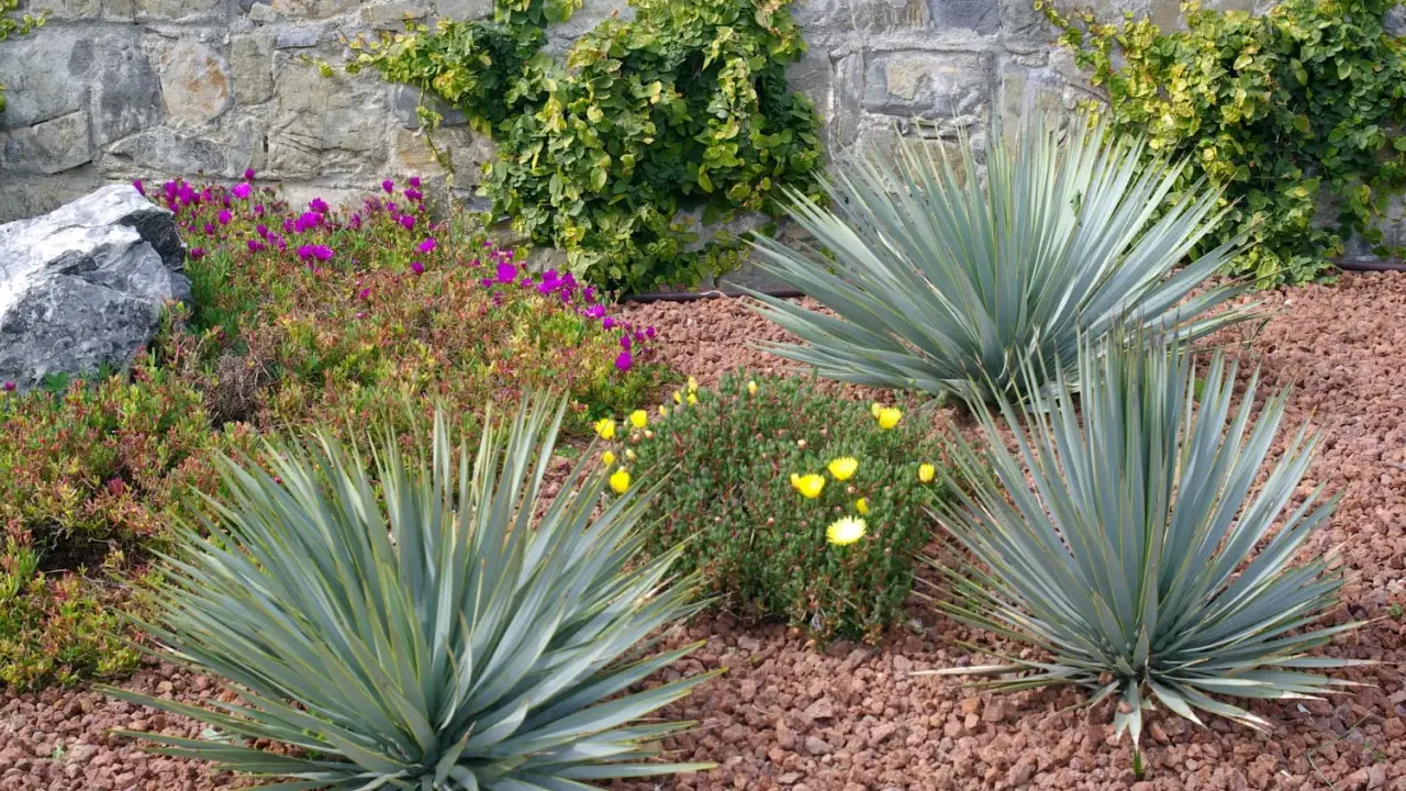 Jardin sec avec yuccas, fleurs violettes et jaunes, et mur de pierre. Une belle idée jardin sans pelouse.