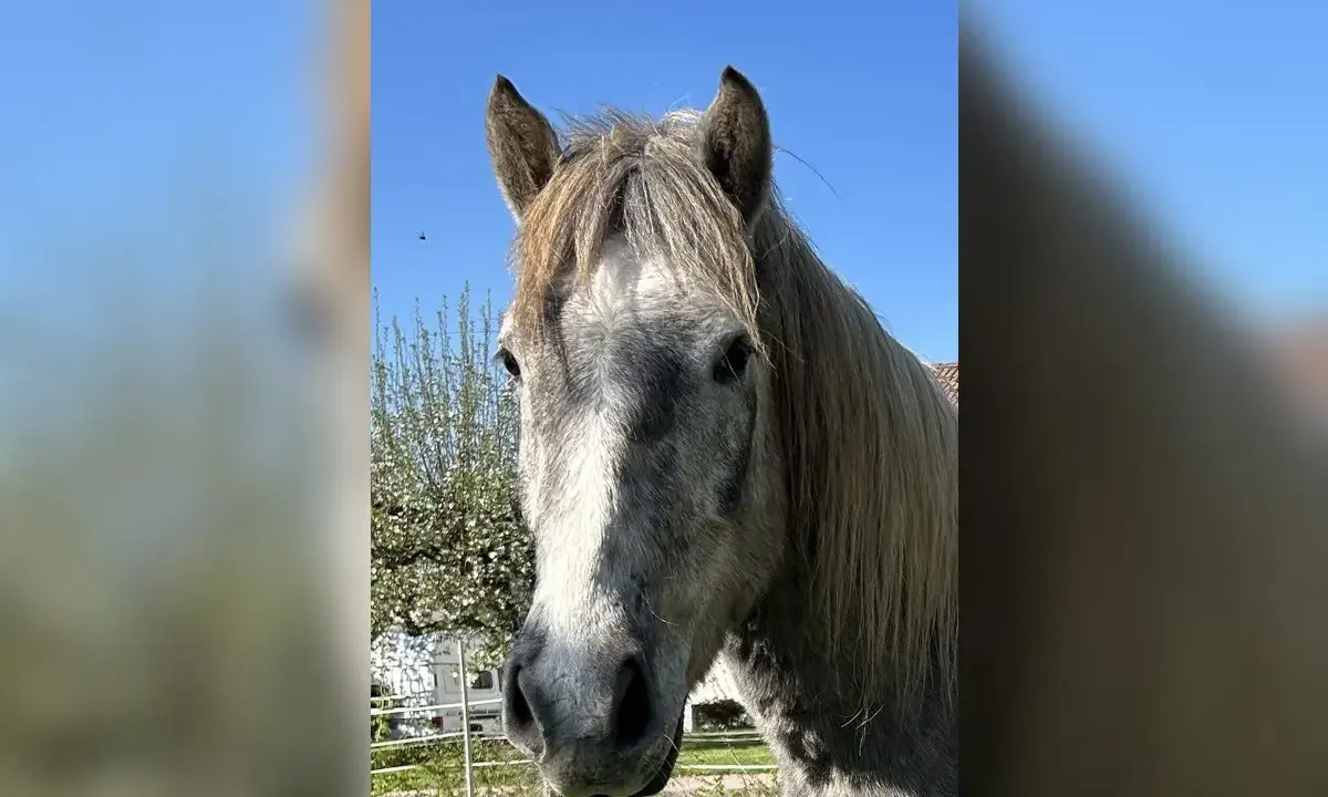 Ein graues Camargue Pferd blickt neugierig in die Kamera. Der Himmel ist blau, im Hintergrund ein Baum und ein Wohnwagen.
