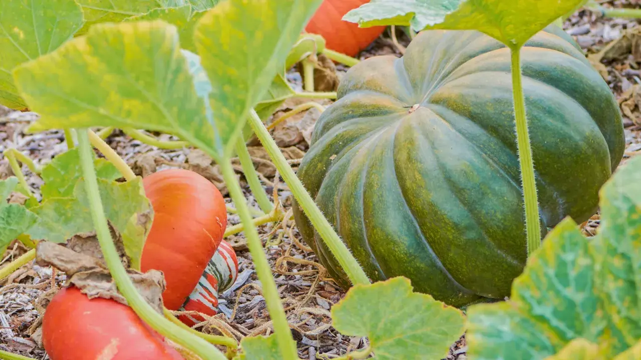 Gros plan sur une courge musquée verte et des petites courges oranges sur le sol, entourées de feuilles vertes.