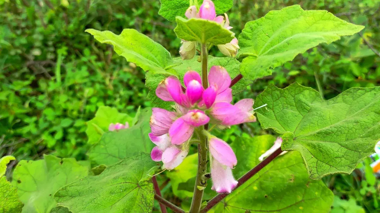 Fleurs roses d'harpagophytum, plante aux multiples bienfaits, sur fond de verdure luxuriante.