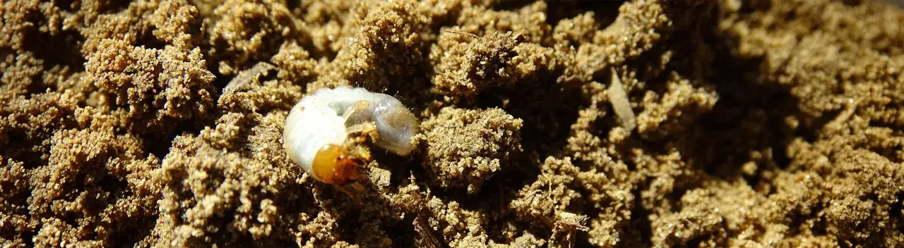 Un gros ver blanc, une larve de hanneton, se cache dans la terre meuble.