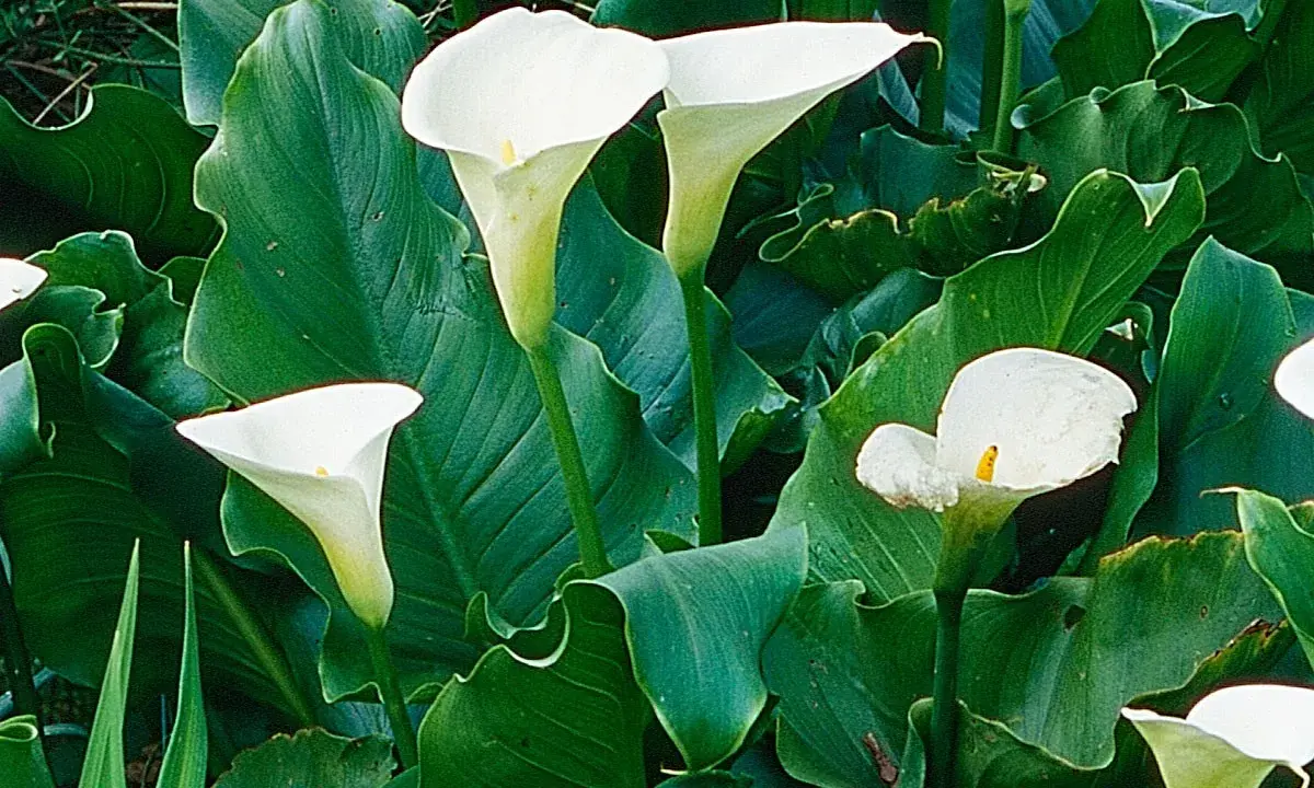 Arums en pot extérieur, leurs élégantes corolles blanches se dressent fièrement parmi de luxuriantes feuilles vertes.
