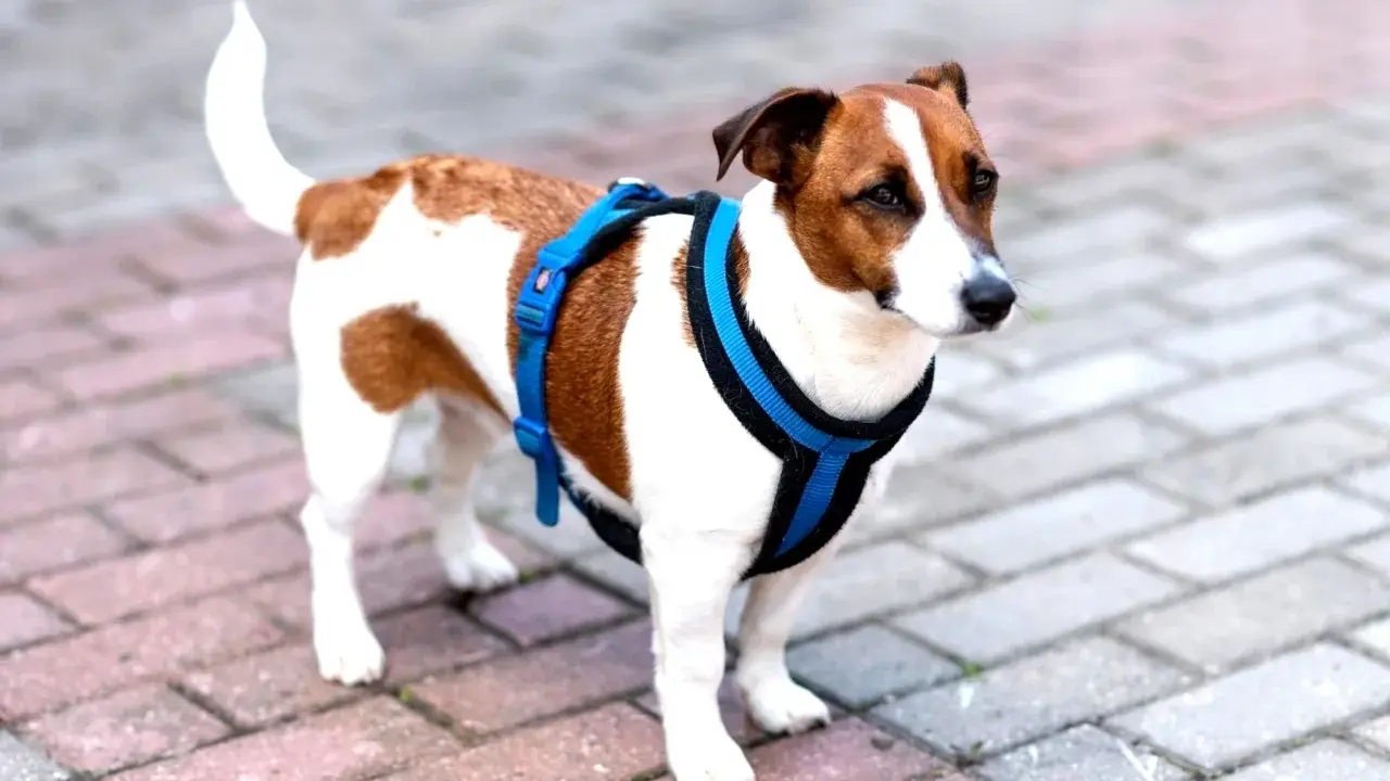Jack Russell w niebieskich szelkach, gotowy na spacer. Proste wskazówki, jak założyć szelki dla psa, pomogą Ci szybko przygotować pupila.