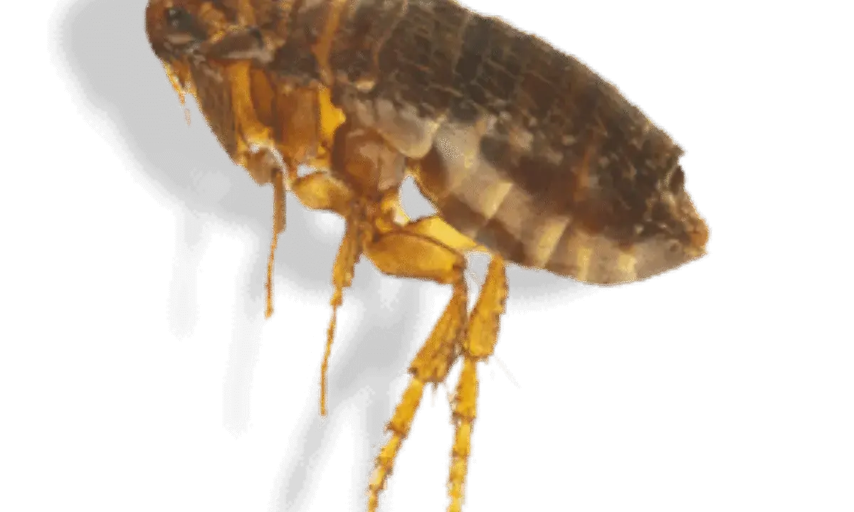 Gros plan d'une puce, un parasite tenace. Idéal pour illustrer un produit anti puce maison efficace.
