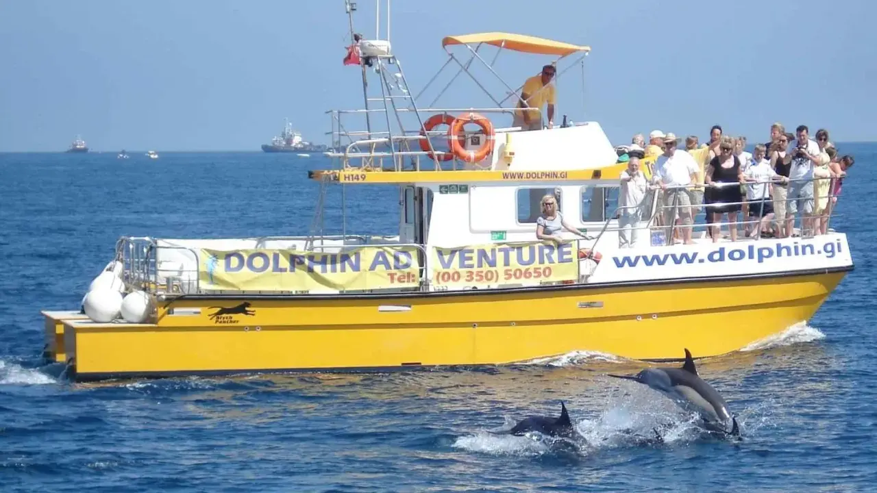 Gelbe Touristenboot "Dolphin Adventure" vor Gibraltar, Delfine springen aus dem Wasser.