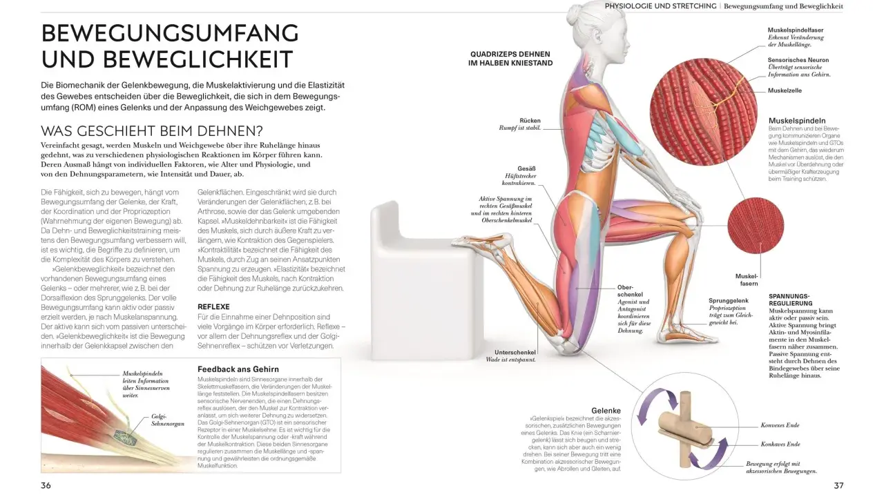 Anatomie der Bewegungsrichtungen: Muskelspindeln leiten Infos über Sinnesnerven weiter.