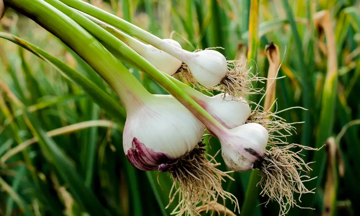 Frisch geernteter Knoblauch mit Wurzeln und grünen Stielen, bereit zum Trocknen. Das Ergebnis von sorgfältigem Knoblauch pflanzen.