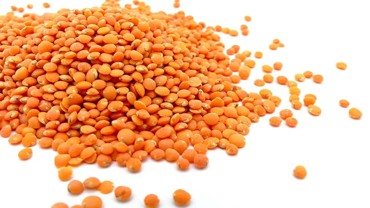 Un tas de lentilles corail, petites et orangées, s'étale sur un fond blanc. Elles sont prêtes à être cuisinées.