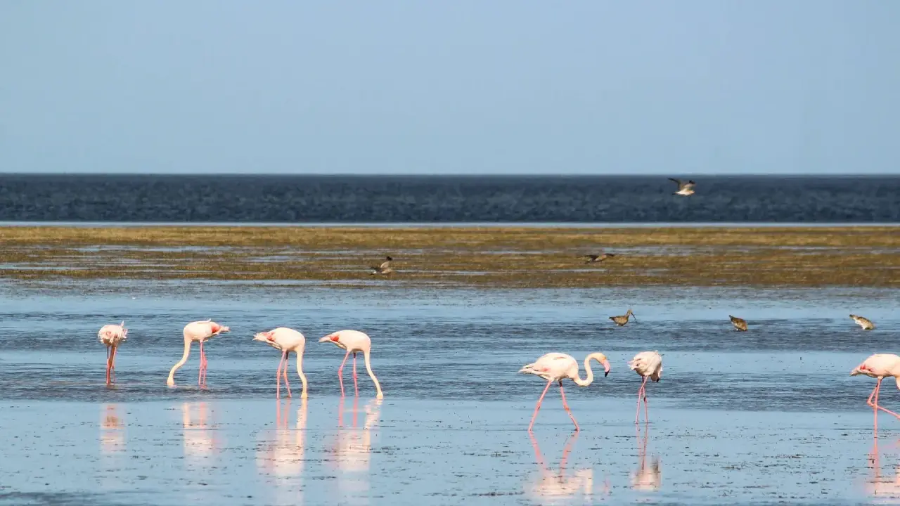 Różowe flamingi brodzą w płytkiej wodzie na wyspie Djerba, tworząc malowniczy widok.