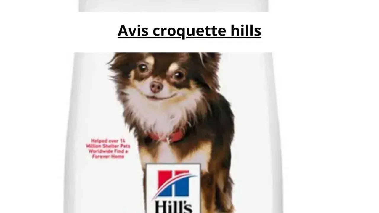 Chien chihuahua sur un sac de croquettes Hill's.