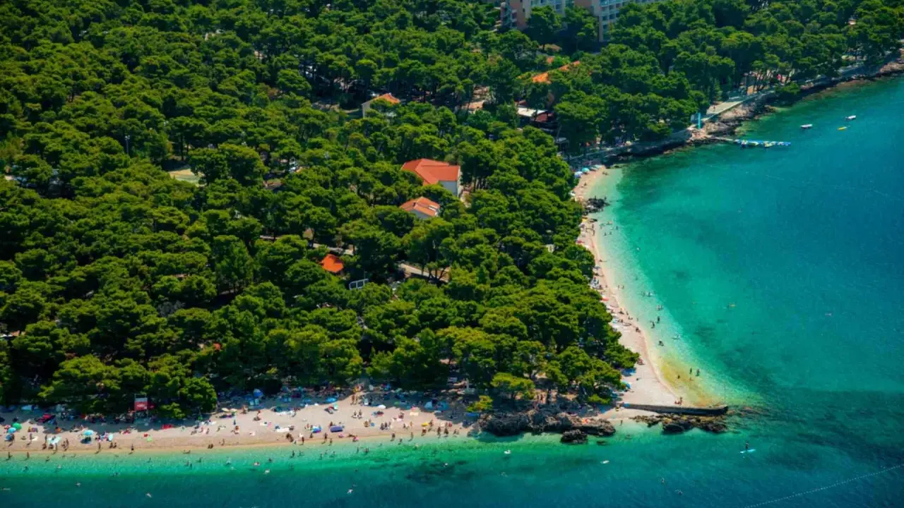 Malownicza plaża na punta rata chorwacja, otoczona sosnowym lasem, z turkusową wodą i wypoczywającymi ludźmi.