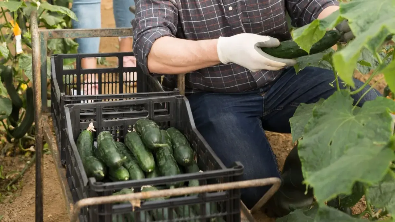 Un agriculteur récolte des concombres frais, parfaits pour être mis en conserve. Les caisses débordent de ces légumes verts, prêts pour la préparation.