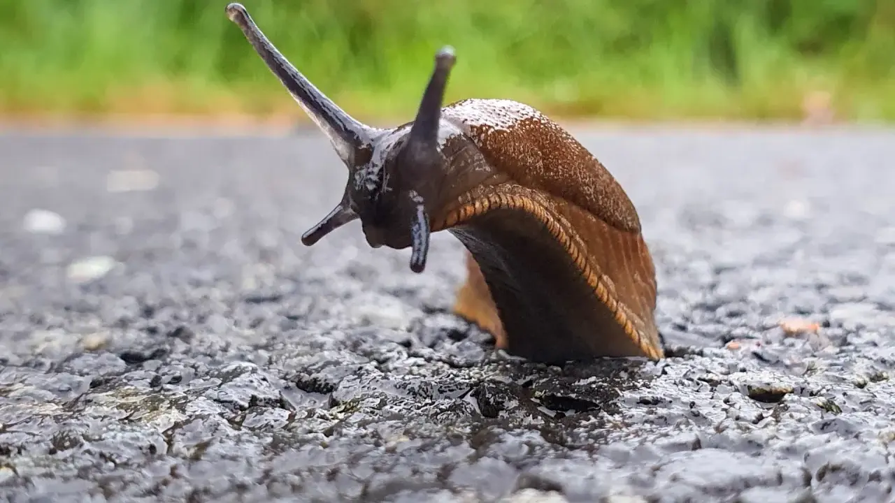 Un escargot brun sur un chemin mouillé, peut-être à la recherche d'un remède de grand-mère contre les escargots.