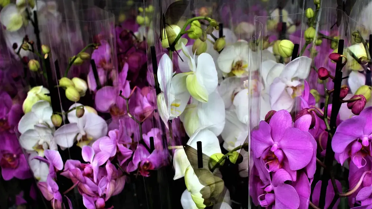Wiele storczyków w odcieniach fioletu i bieli, niektóre z motylami. Piękna orchidea.