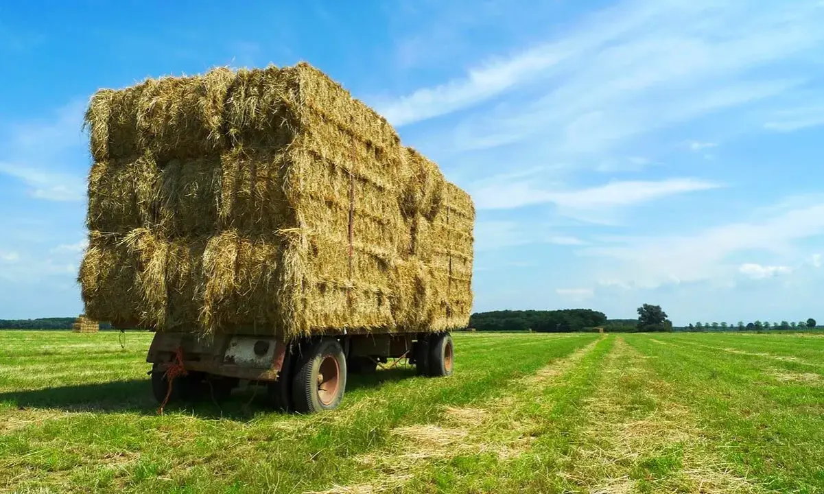 A large bushel of hay sits on a trailer in a green field under a blue, cloudy sky.