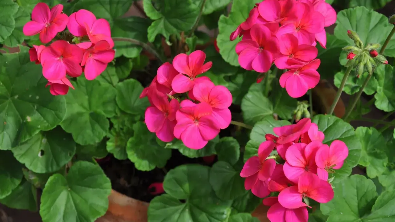 Färgglada rosa pelargoner i kruka, redo för omplantering. Gröna blad och knoppar syns också.