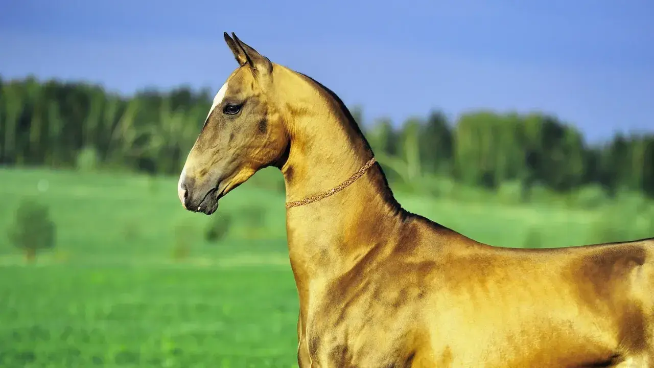 Ein elegantes Akhal-Teke-Pferd mit glänzendem Fell steht auf einer grünen Wiese unter blauem Himmel.