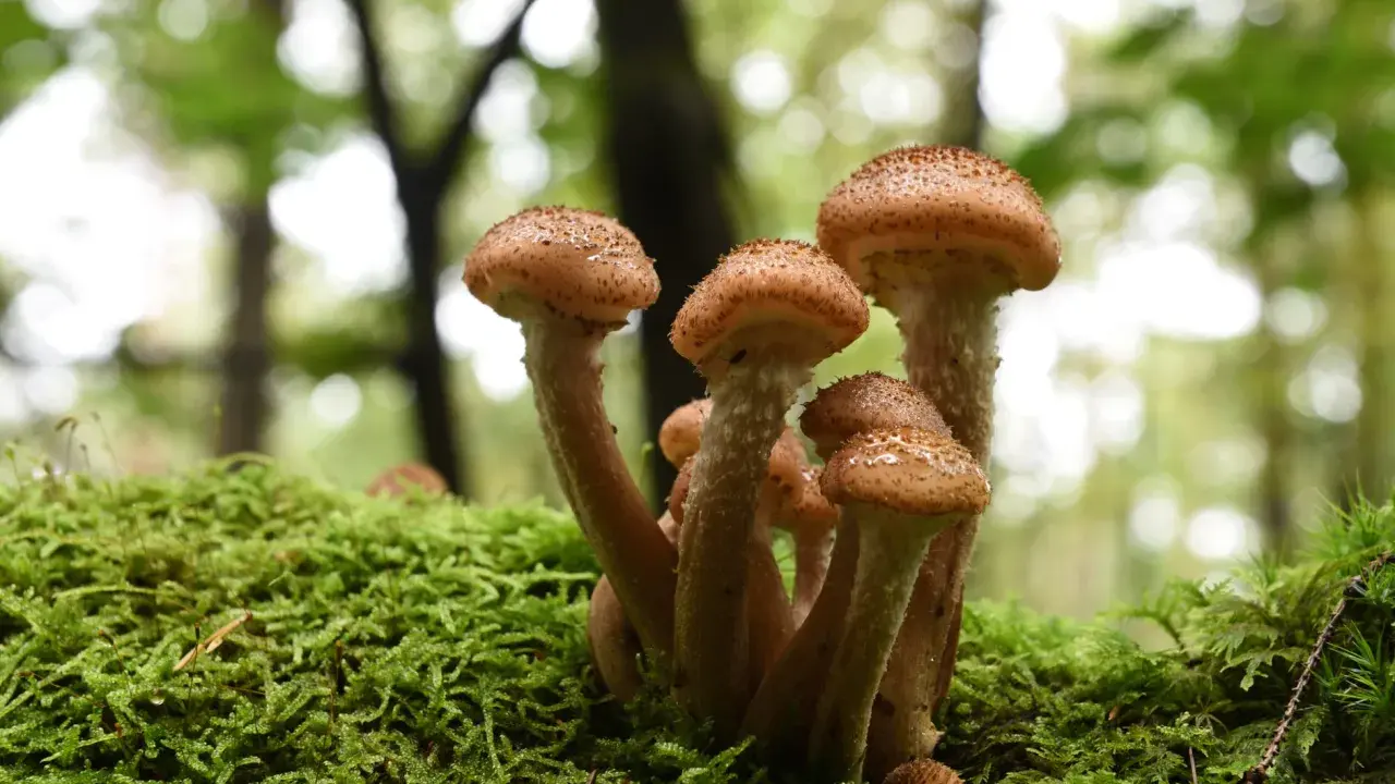 Ein Bündel Hallimasch Pilze wächst auf einem moosbewachsenen Baumstamm im Wald.