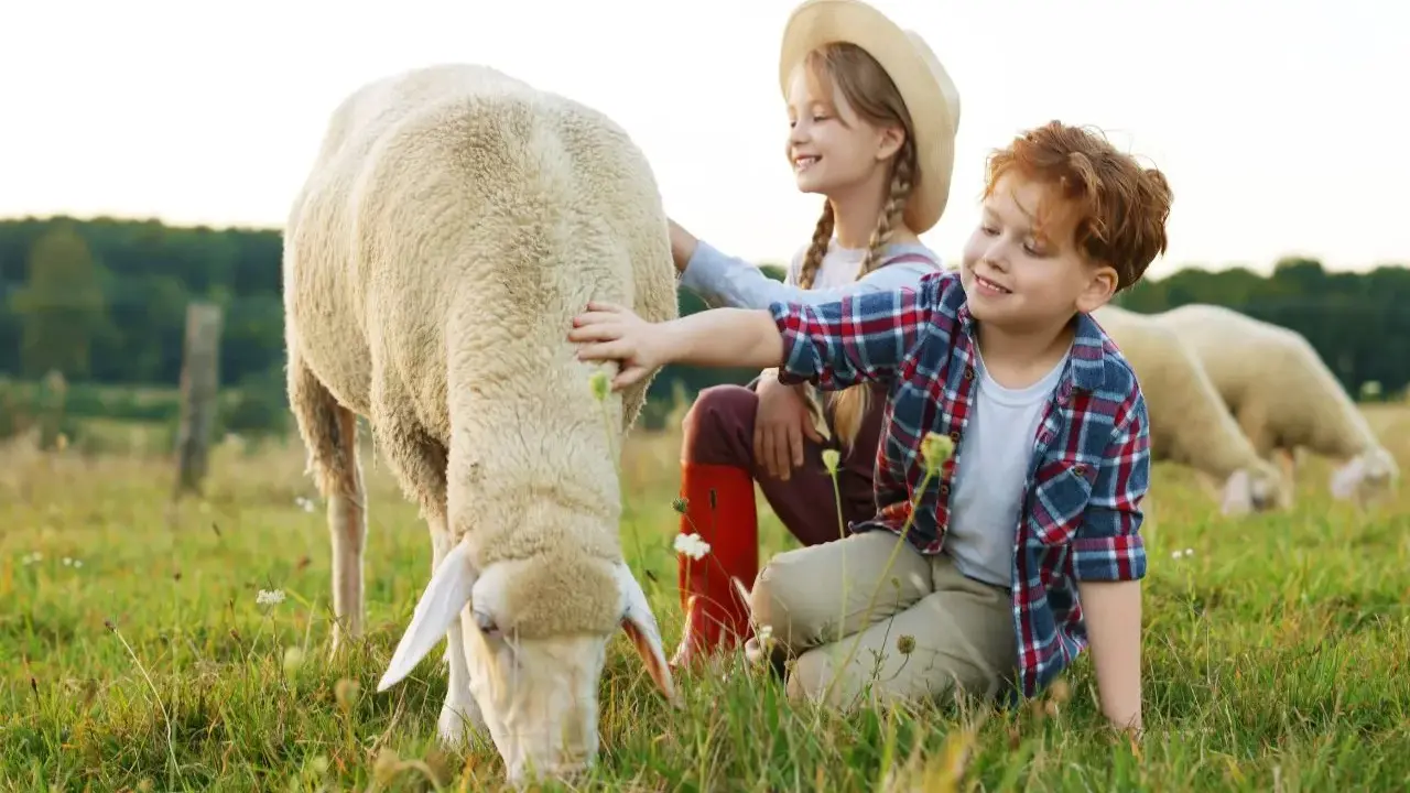 Bambini accarezzano pecore in una fattoria con animali. Un momento di gioia nella natura.