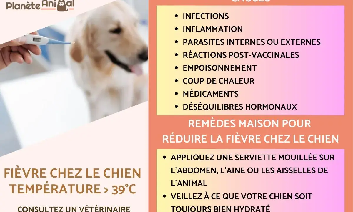 Fièvre chez le chien : causes et remèdes maison. Conseils pour un traitement naturel et hydratation.