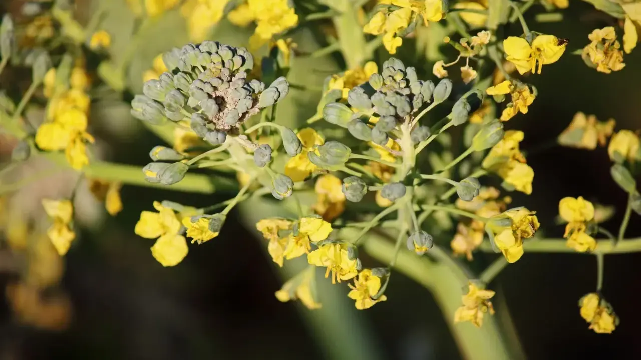 Broccoli blooms with bright yellow flowers, showing that even vegetables can bloom beautifully.