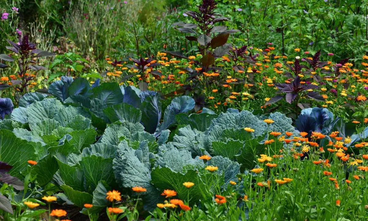 Chou vert et fleurs de souci orangées dans un jardin luxuriant. Une belle inspiration pour savoir que semer aujourd'hui.