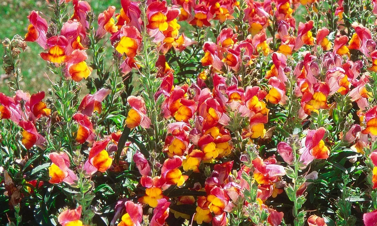 Un parterre de muflier fleur aux teintes vives de rose et de jaune, formant un tapis coloré et joyeux.