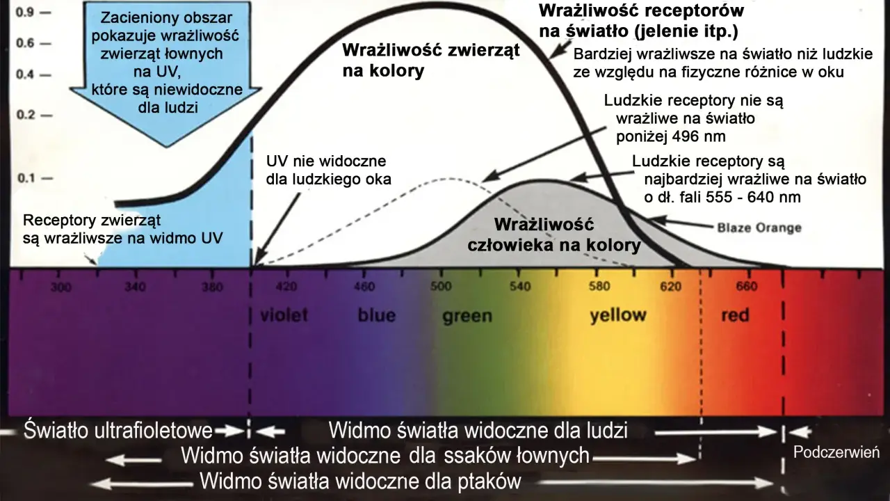 Jak koń widzi kolory? Czerwień to szarość!