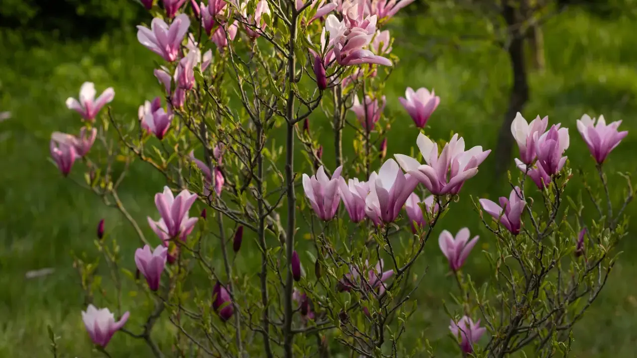 Kwitnąca magnolia, z różowymi kwiatami i pąkami, pokazuje, jak szybko rośnie magnolia.