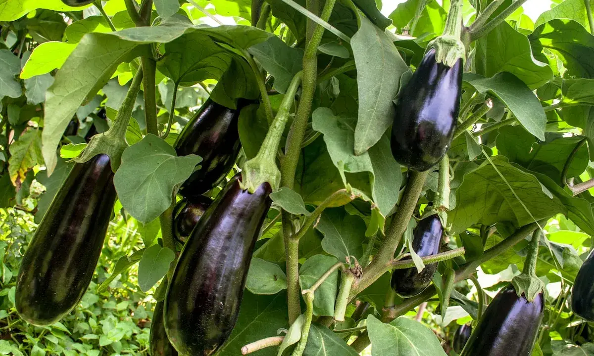 Reife Auberginen hängen an einem Strauch. Die richtige aubergine pflege sorgt für eine reiche Ernte.