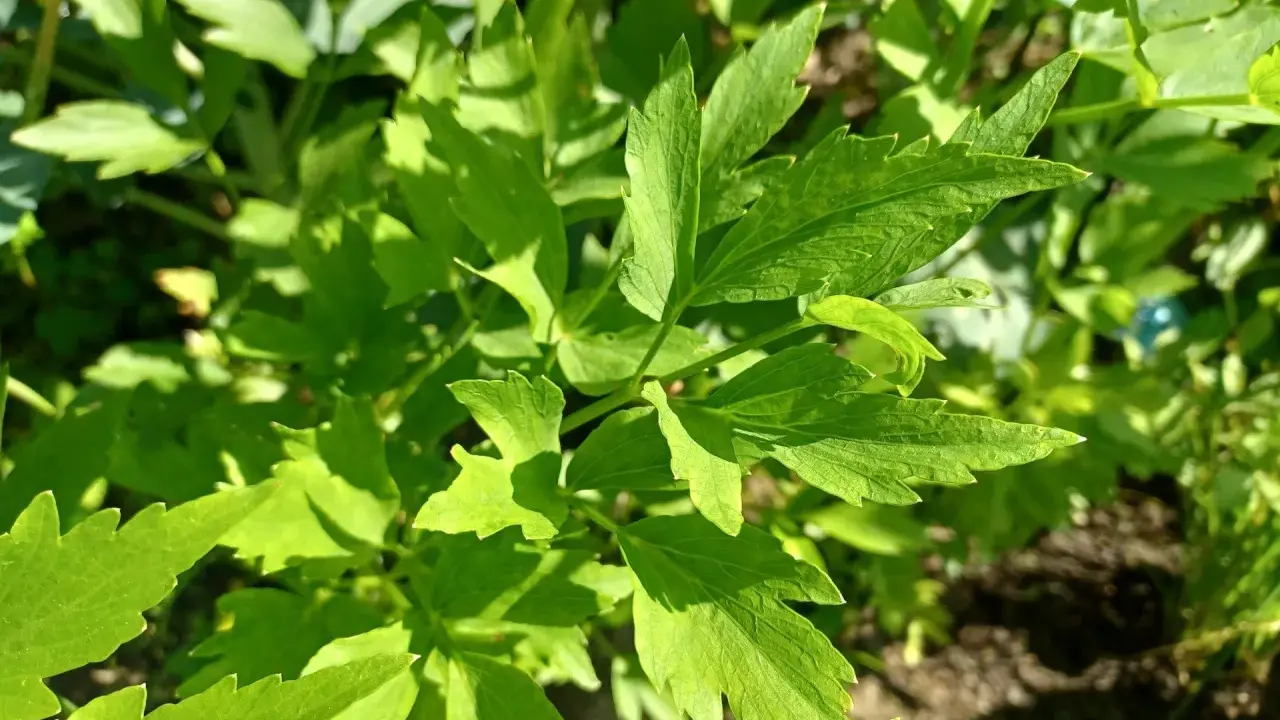 Zielone liście lubczyku w słońcu. Zastanawiasz się, czy lubczyk można mrozić? Tak, można go mrozić, by zachować jego aromat na dłużej.