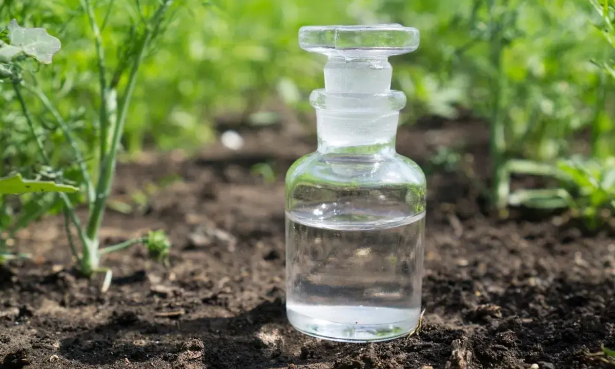 Bouteille en verre remplie de vinaigre blanc désherbant, posée sur la terre, entourée de verdure.