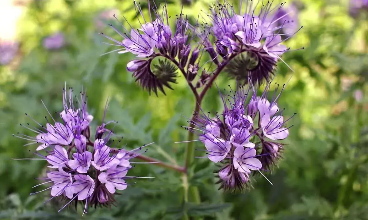 Fleurs de phacélie aux longues étamines violettes, parfaites pour une fiche technique sur cette plante mellifère.