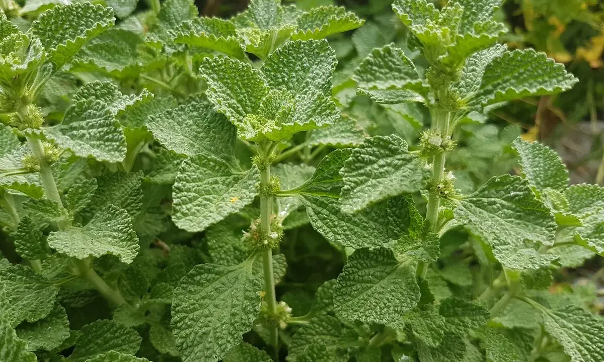 Grünes Andornkraut mit zerknitterten Blättern. Die Andornkraut Wirkung ist vielfältig, von verdauungsfördernd bis entzündungshemmend.