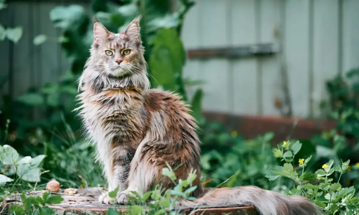 Majestatyczny kot rasy Maine Coon, który żyje długo, siedzi na pniu wśród zieleni.