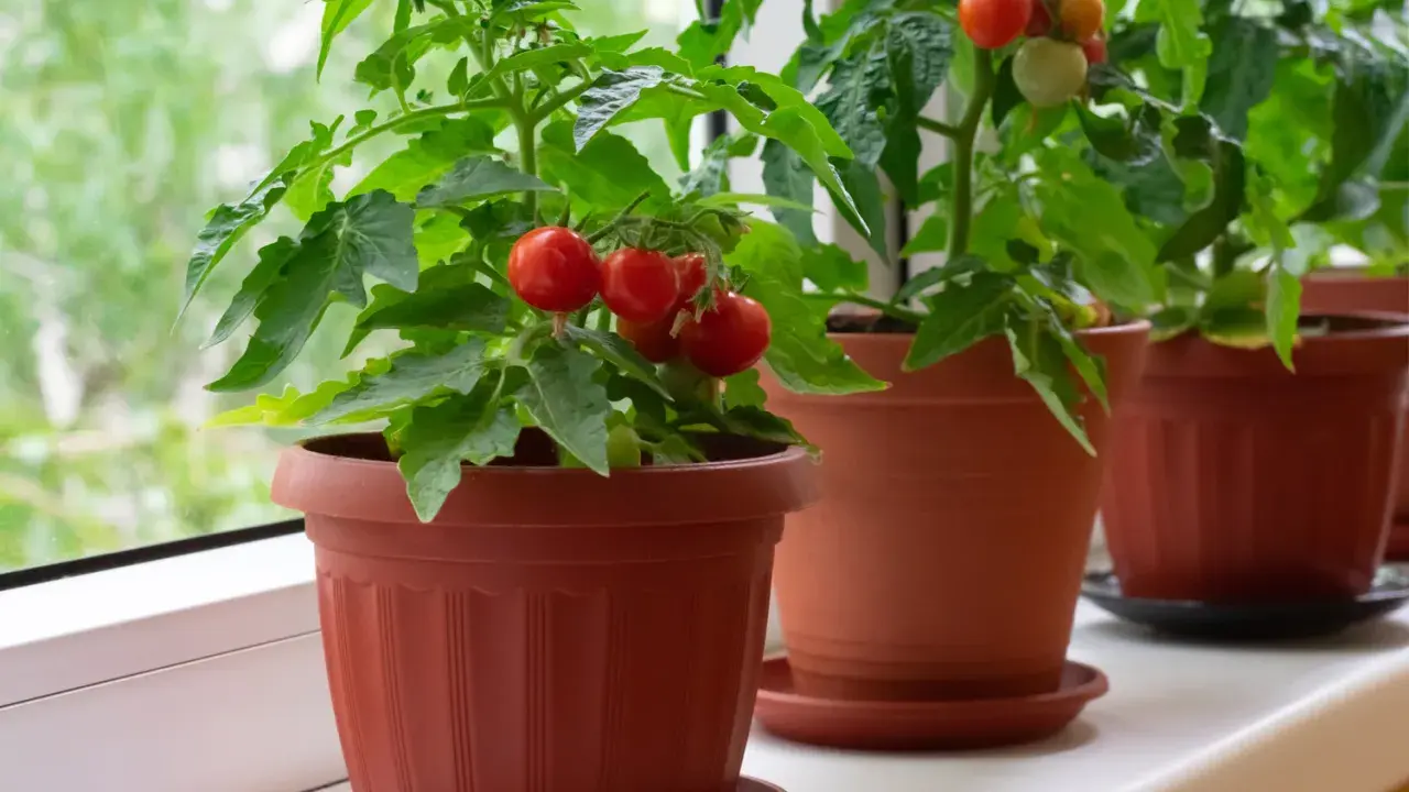 Plusieurs plants de tomate cerise en pot, prêts à être récoltés, poussent sur un rebord de fenêtre.