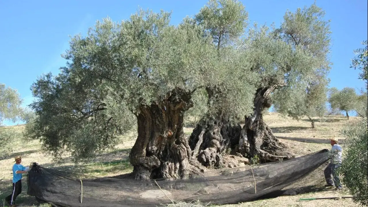 Dos hombres preparan una red para la recolección de aceitunas, mostrando los usos del olivo y su fruto milenario.