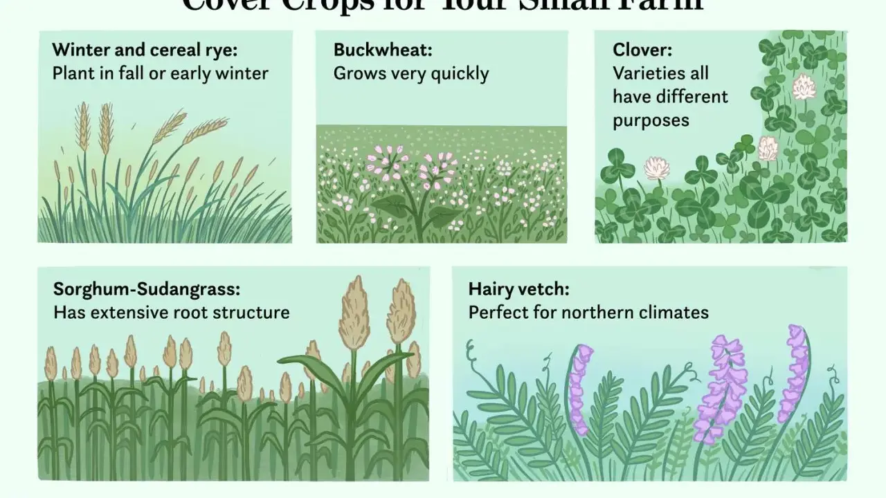 Illustrations of cover crop examples: winter rye, buckwheat, clover, sorghum-Sudangrass, and hairy vetch.